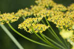 Wild parsnip